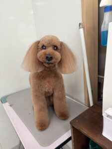 1月26日のわんこたちの写真