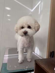 ナナくんのトリミング写真