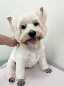 レオンくんのトリミング写真