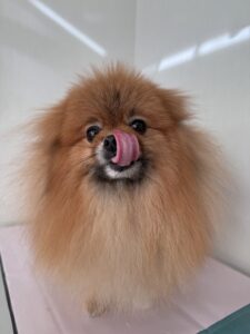 風(ふう)くんのトリミング写真