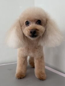 ラムちゃんのトリミング写真