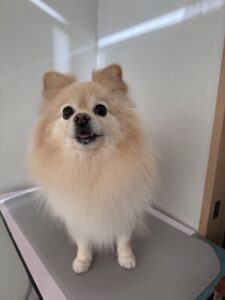 小夏(こなつ)ちゃんのトリミング写真
