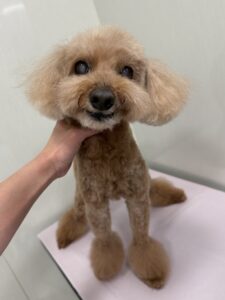 ナナちゃんのトリミング写真