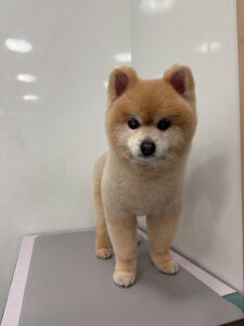 こじろーくんのトリミング写真