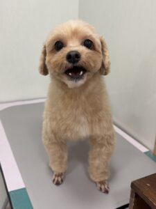ムックくんのトリミング写真