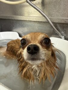 胡桃ちゃんのトリミング写真