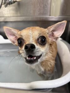 杏ちゃんのトリミング写真