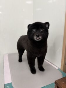 1月15日のわんこたちの写真