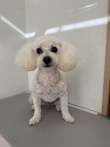 メルちゃんのトリミング写真
