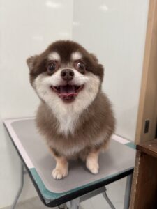 1月18日のわんこたちの写真