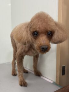 ティーダくんのトリミング写真