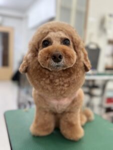 1月19日のわんこたちの写真