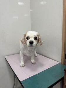 はるちゃんのトリミング写真