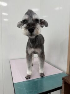 1月20日のわんこたちの写真