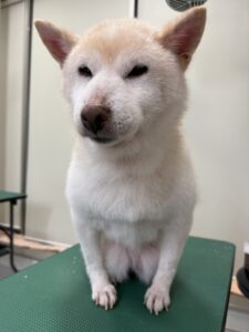チロちゃんのトリミング写真
