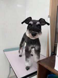 ノアちゃんのトリミング写真