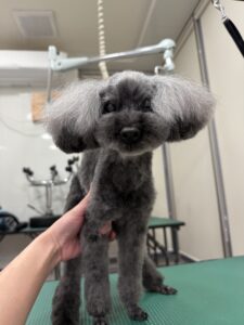 來夢(らいむ）ちゃんのトリミング写真
