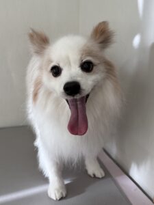 快(かい)くんのトリミング写真