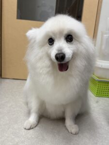 優(ゆう)ちゃんのトリミング写真
