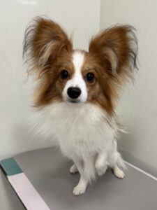 そらくんのトリミング写真
