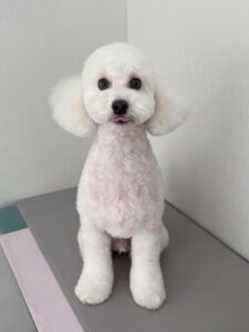 アランくんのトリミング写真