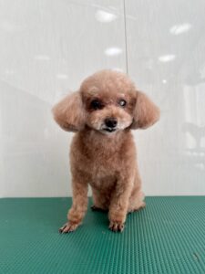 ちゅらちゃんのトリミング写真