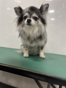 サニーちゃんのトリミング写真