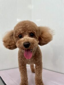 ルルくんのトリミング写真