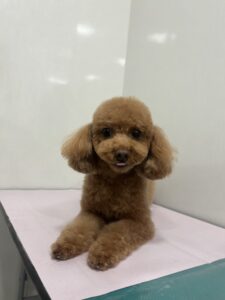 はなちゃんのトリミング写真