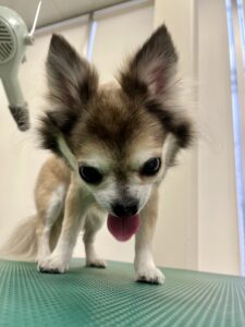 cocoaちゃんのトリミング写真
