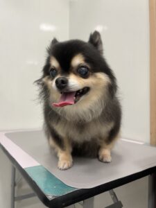 小梅(こうめ)ちゃんのトリミング写真