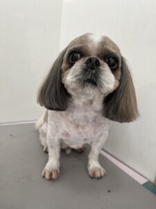 ピッポくんのトリミング写真