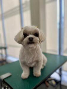 ちゃちゃちゃんのトリミング写真
