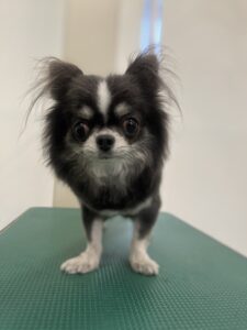 海人(かいと)くんのトリミング写真