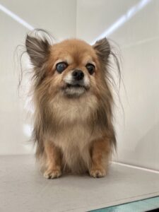 ROCOくんのトリミング写真