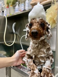 李(もも)くんのトリミング写真