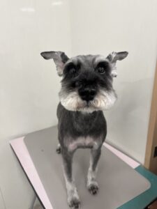 ロッキーくんのトリミング写真