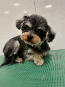つぶあんちゃんのトリミング写真