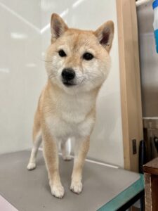 ぽん子ちゃんのトリミング写真