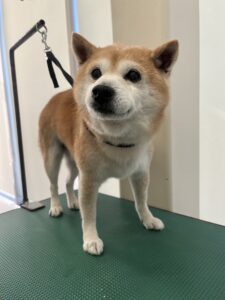 1月22日のわんこたちの写真