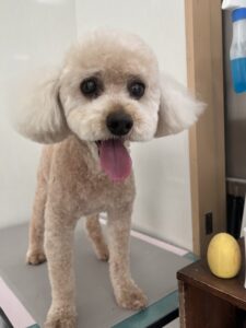 ラックくんのトリミング写真