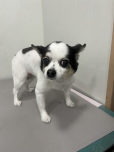 鈴(すず)ちゃんのトリミング写真