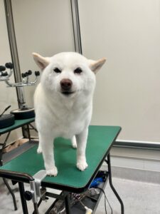 月(つき)ちゃんのトリミング写真