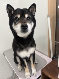 小太郎(こたろう)くんのトリミング写真