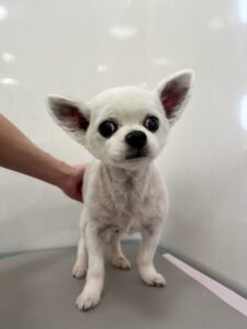 コロくんのトリミング写真