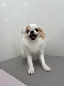 すみれちゃんのトリミング写真