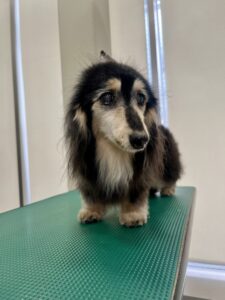 凛(りん)ちゃんのトリミング写真
