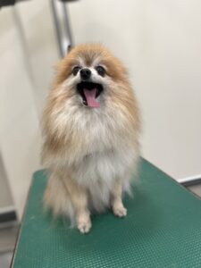 まるくんのトリミング写真