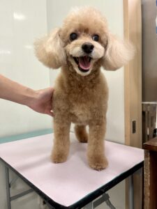 モカちゃんのトリミング写真