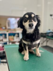 1月31日のわんこたちの写真